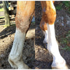 Vet Naturals Stains & Socks Horse Soap